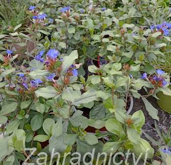 Ceratostigma plumbaginoides
