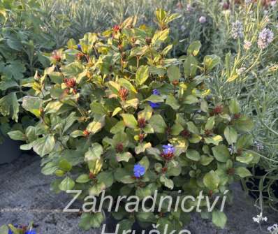 Ceratostigma plumbaginoides