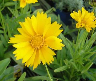 Coreopsis grandiflora Early Sunrise