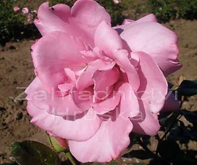 Růže Ludmila