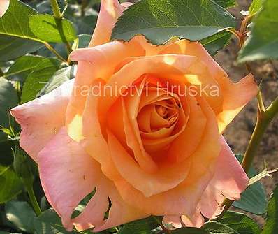 Růže Rony Marten