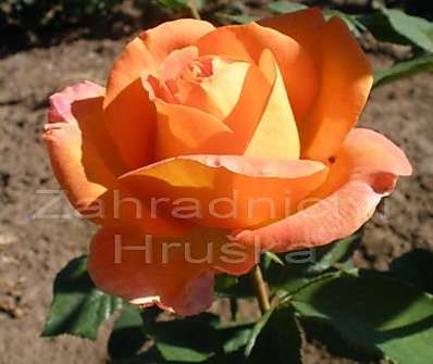Růže Rony Marten