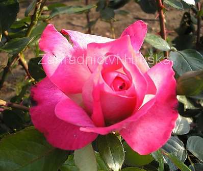 Růže Rose Guajard