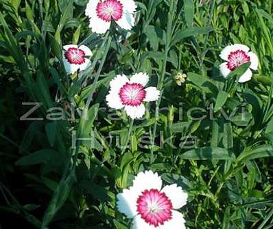 Dianthus deltoides Arctic Fire