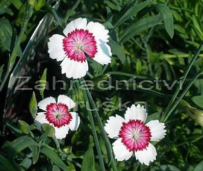 Dianthus deltoides Arctic Fire