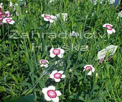 Dianthus deltoides Arctic Fire