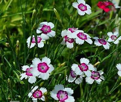 Dianthus deltoides Arctic Fire