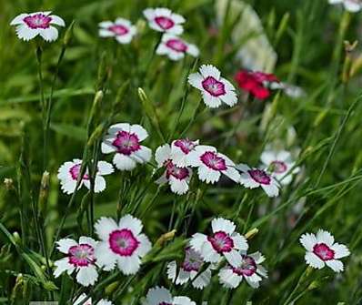 Dianthus deltoides Arctic Fire
