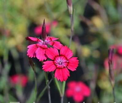 Dianthus deltoides Leuchtfunk