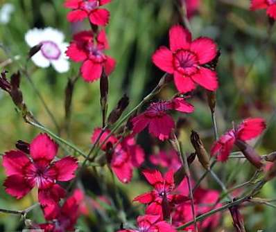 Dianthus deltoides Leuchtfunk