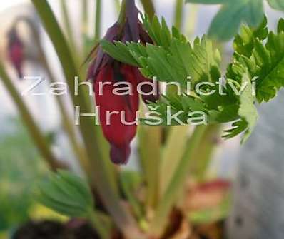 Dicentra form. Bachannal