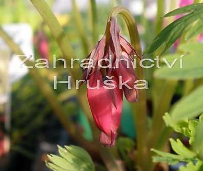 Dicentra form. Bachannal
