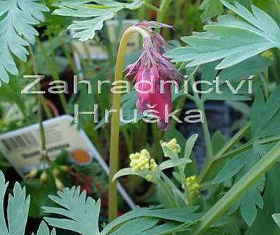 Dicentra form. Bachannal