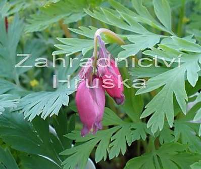Dicentra form. Bachannal