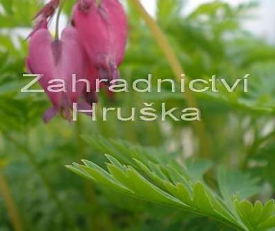 Dicentra form. Bachannal