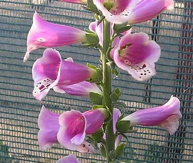 Digitalis x mertonensis