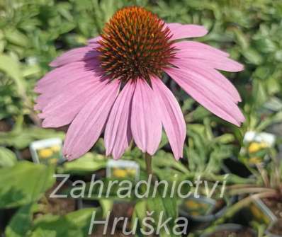 Echinacea purpurea