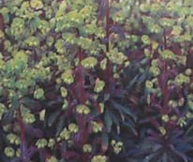 Euphorbia amygdaloides Purpurea