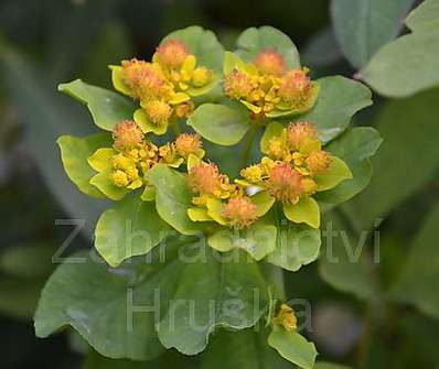 Euphorbia polychroma