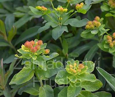 Euphorbia polychroma