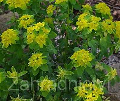 Euphorbia polychroma