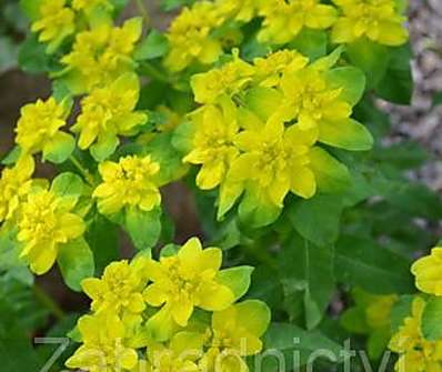 Euphorbia polychroma