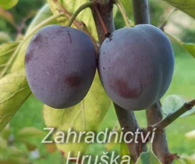 Slíva Opal