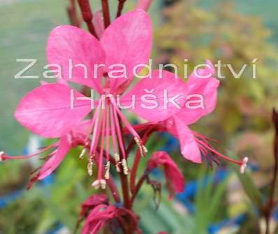 Gaura lindheimeri Gambit Rose