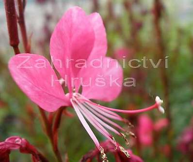 Gaura lindheimeri Gambit Rose