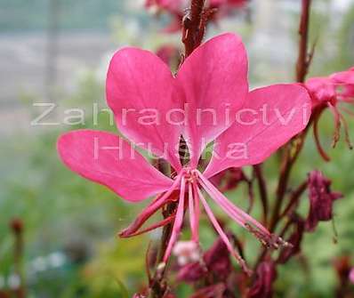Gaura lindheimeri Gambit Rose