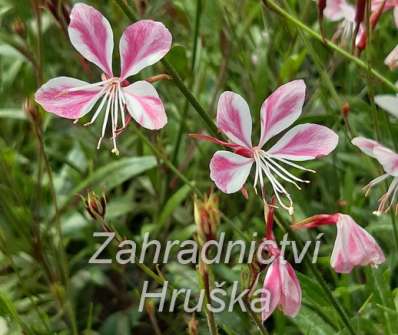 Gaura lindheimeri Gambit Rose