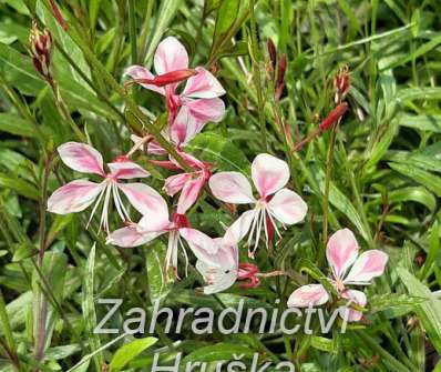 Gaura lindheimeri Gambit Rose