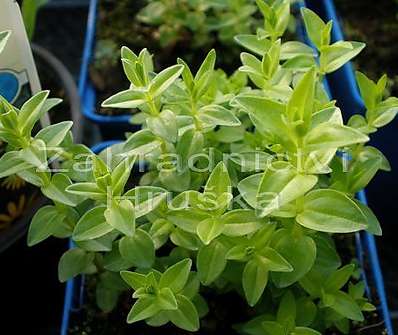 Gentiana septemfida var. Lagodechiana