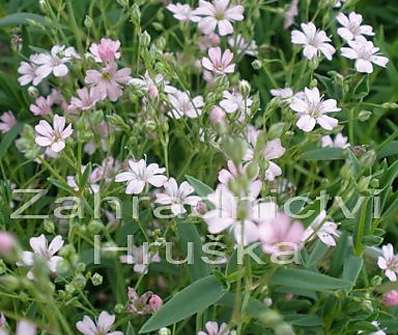 Gypsophila repens Rosea