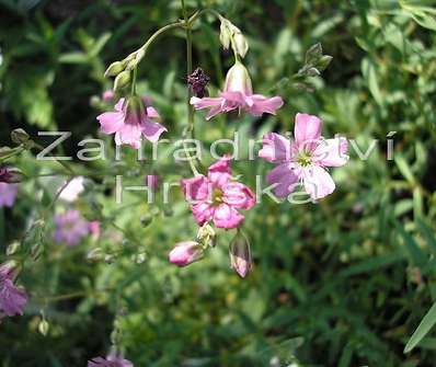 Gypsophila repens Rosea