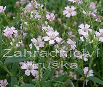 Gypsophila repens Rosea