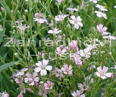 Gypsophila repens Rosea