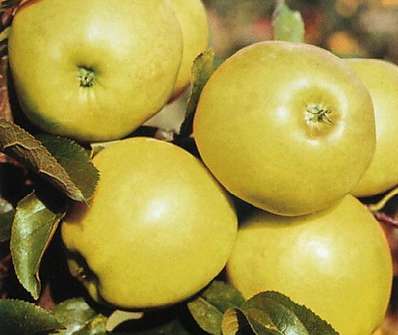 Jabloň Golden Delicius