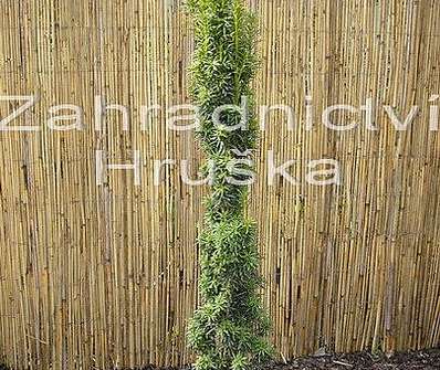 tis - Taxus baccata 'Fastigiata'