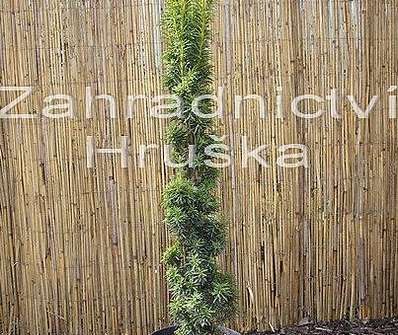 tis - Taxus baccata 'Fastigiata'
