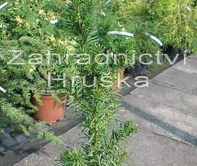 tis - Taxus baccata 'Fastigiata'