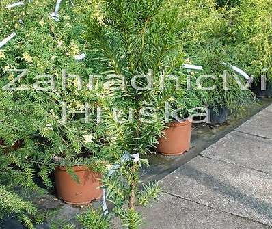 tis - Taxus baccata 'Fastigiata'