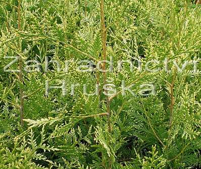zerav - Thuja occ. 'Frislandia'