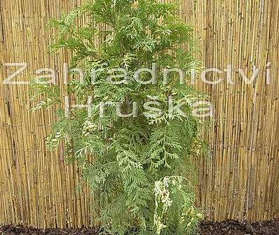 zerav - Thuja occ. 'Frislandia'