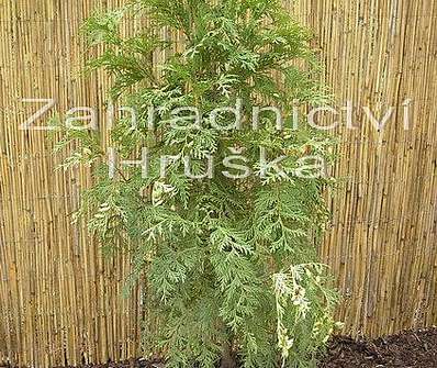 zerav - Thuja occ. 'Frislandia'