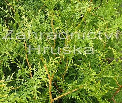 zerav - Thuja occ. 'Frislandia'