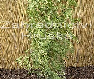 zerav - Thuja occ. 'Frislandia'