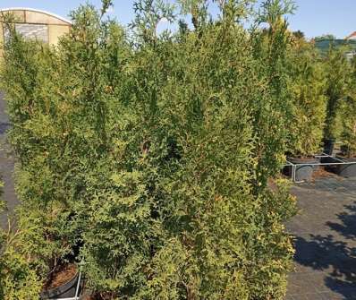 zerav - Thuja occ. 'Holmstrup'