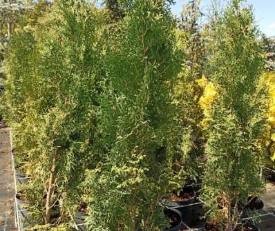 zerav - Thuja occ. 'Holmstrup'
