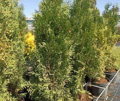 zerav - Thuja occ. 'Holmstrup'